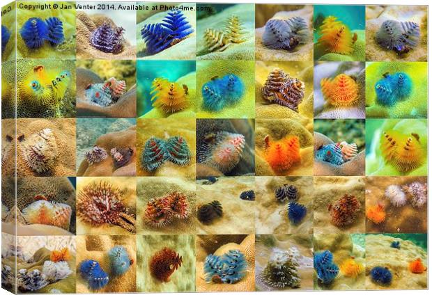  Christmas Tree Worms Canvas Print by Jan Venter