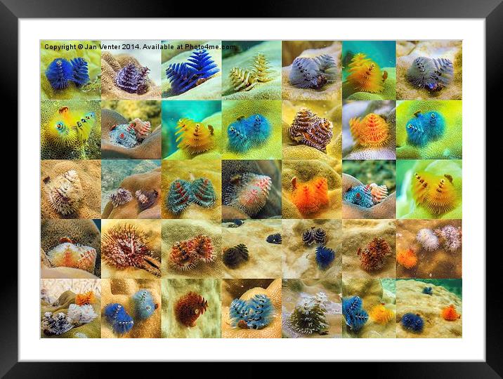  Christmas Tree Worms Framed Mounted Print by Jan Venter