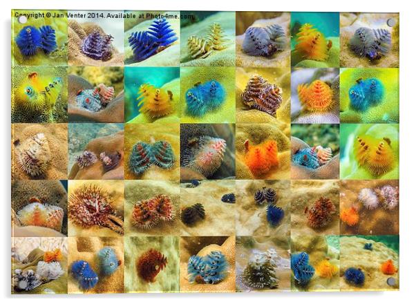  Christmas Tree Worms Acrylic by Jan Venter