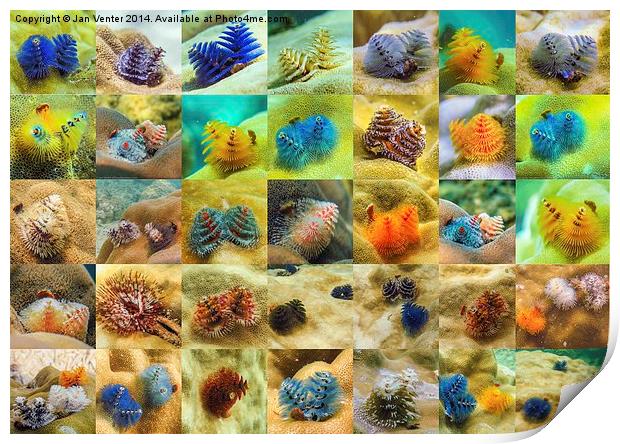  Christmas Tree Worms Print by Jan Venter