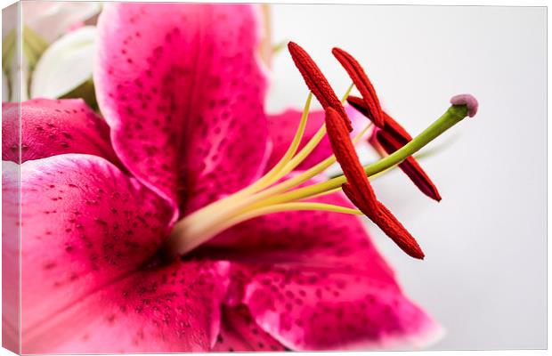  Beautiful Pink Lily Canvas Print by Helen Holmes