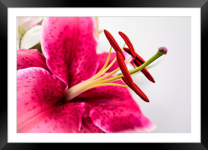  Beautiful Pink Lily Framed Mounted Print by Helen Holmes
