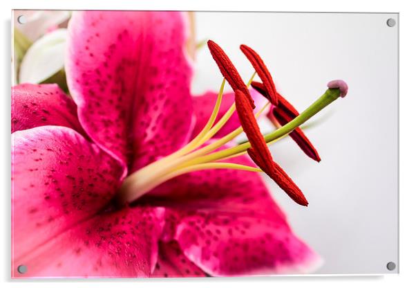  Beautiful Pink Lily Acrylic by Helen Holmes
