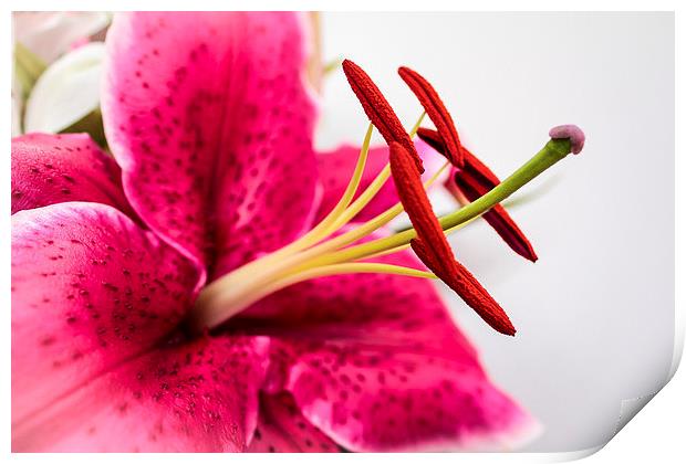  Beautiful Pink Lily Print by Helen Holmes