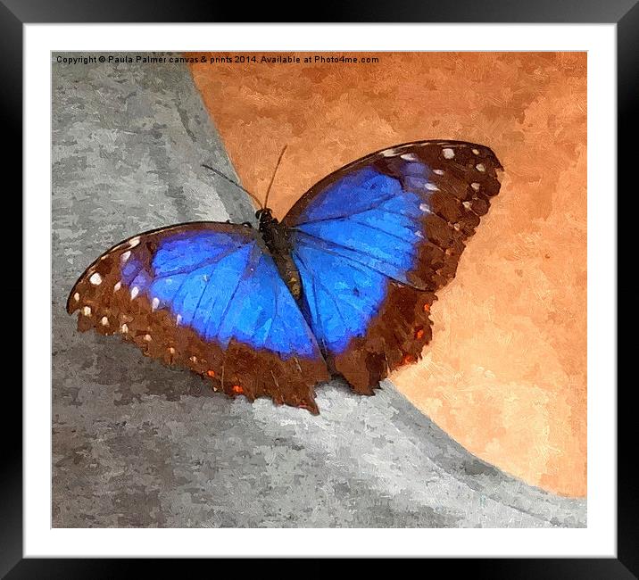 Blue Morpho Butterfly  Framed Mounted Print by Paula Palmer canvas
