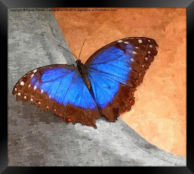 Blue Morpho Butterfly  Framed Print by Paula Palmer canvas