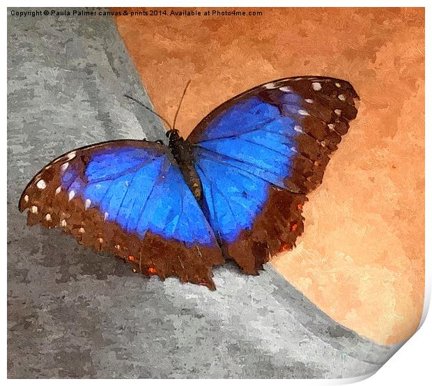 Blue Morpho Butterfly  Print by Paula Palmer canvas