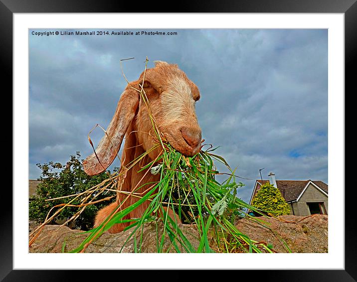  The Nosy Goat.  Framed Mounted Print by Lilian Marshall