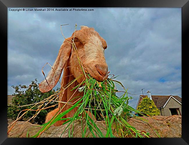  The Nosy Goat.  Framed Print by Lilian Marshall