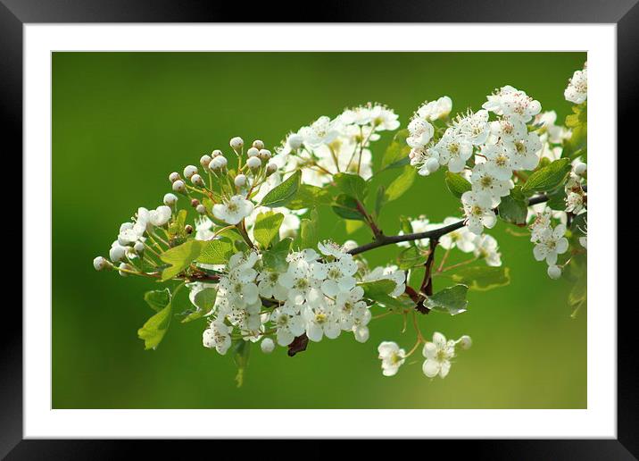  Spring Blossom Flowers Framed Mounted Print by Fabrizio Malisan