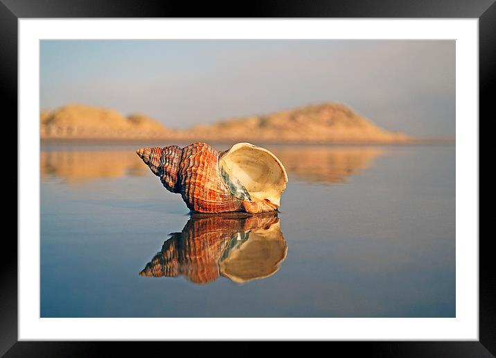 Shell Reflection Framed Mounted Print by Eric Watson