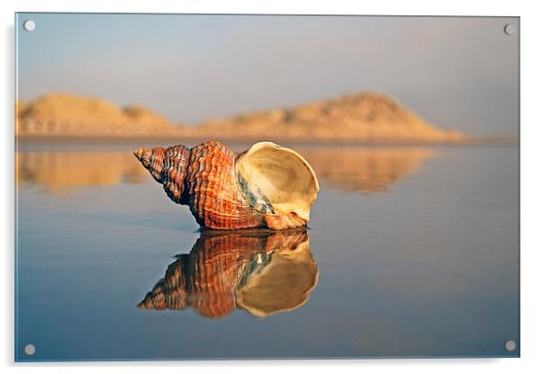 Shell Reflection Acrylic by Eric Watson