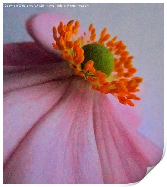 flora closeup Print by dale rys (LP)