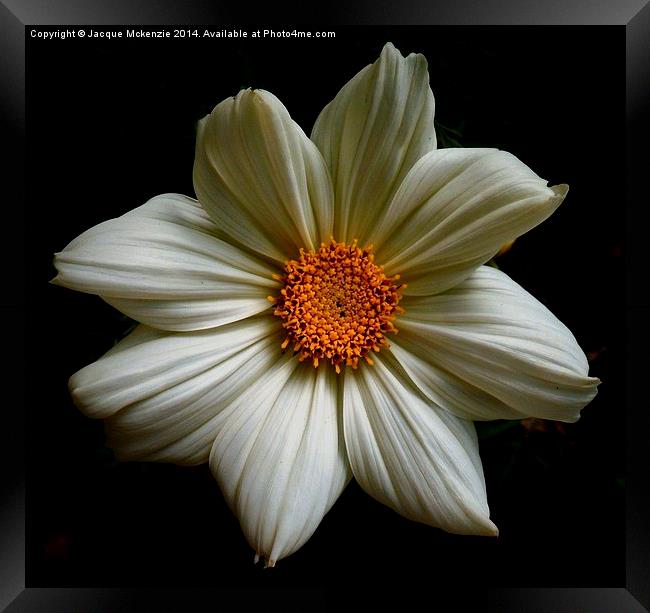  SHASTA DAISY Framed Print by Jacque Mckenzie