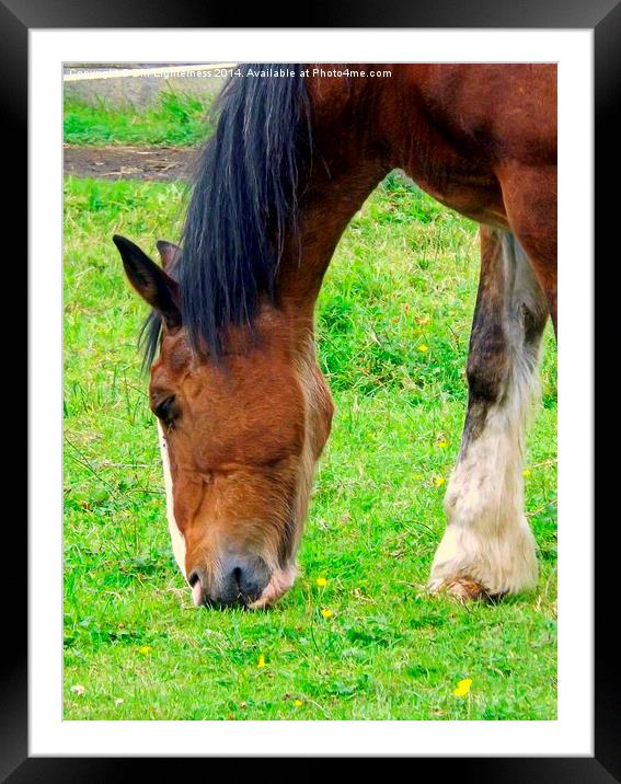  Hoof and Head Framed Mounted Print by Bill Lighterness