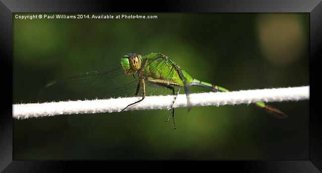  Green Dragonfly (Great Pondhawk) Framed Print by Paul Williams