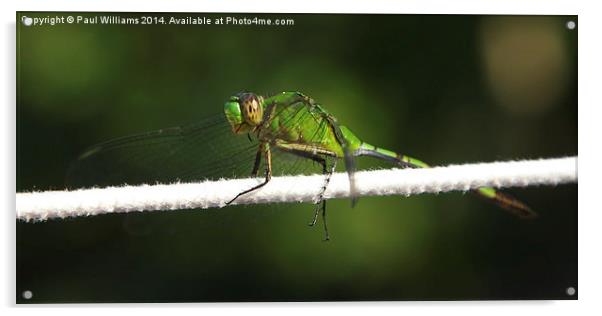  Green Dragonfly (Great Pondhawk) Acrylic by Paul Williams