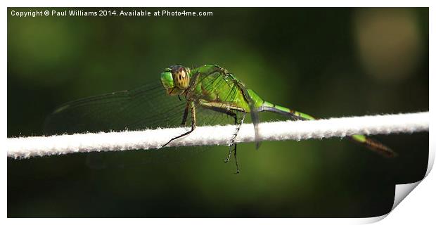  Green Dragonfly (Great Pondhawk) Print by Paul Williams