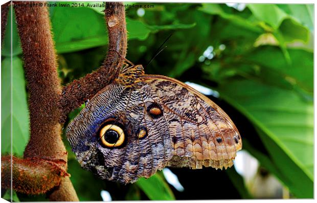  The distinctive “Owl” butterfly Canvas Print by Frank Irwin