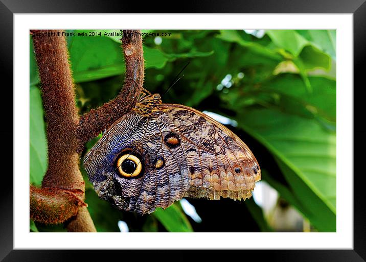  The distinctive “Owl” butterfly Framed Mounted Print by Frank Irwin
