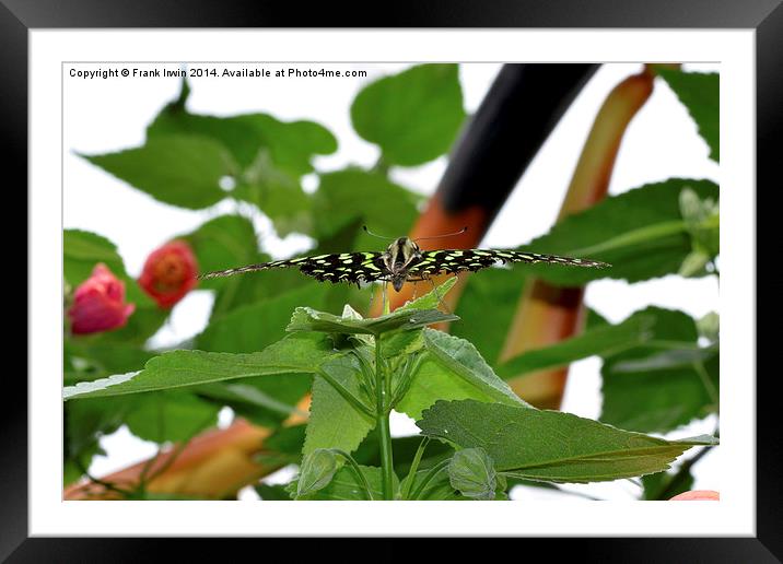  The Beautiful Tailed Jay butterfly. (Graphium aga Framed Mounted Print by Frank Irwin