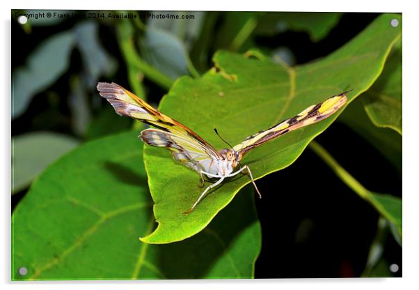  Malachite butterfly (Siproeta stelenes) Acrylic by Frank Irwin