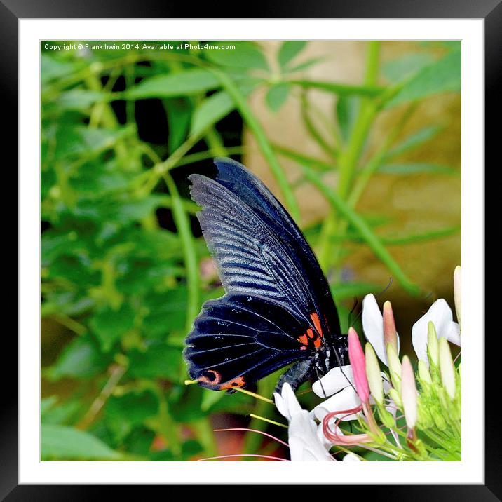 Scarlet swallowtail - Papilio rumanzovia Framed Mounted Print by Frank Irwin
