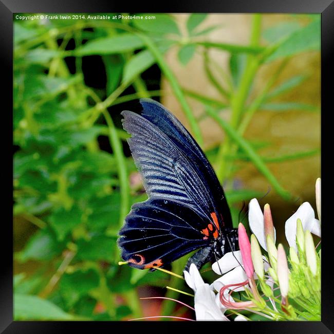  Scarlet swallowtail - Papilio rumanzovia Framed Print by Frank Irwin