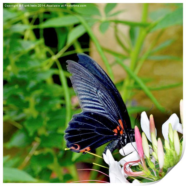  Scarlet swallowtail - Papilio rumanzovia Print by Frank Irwin