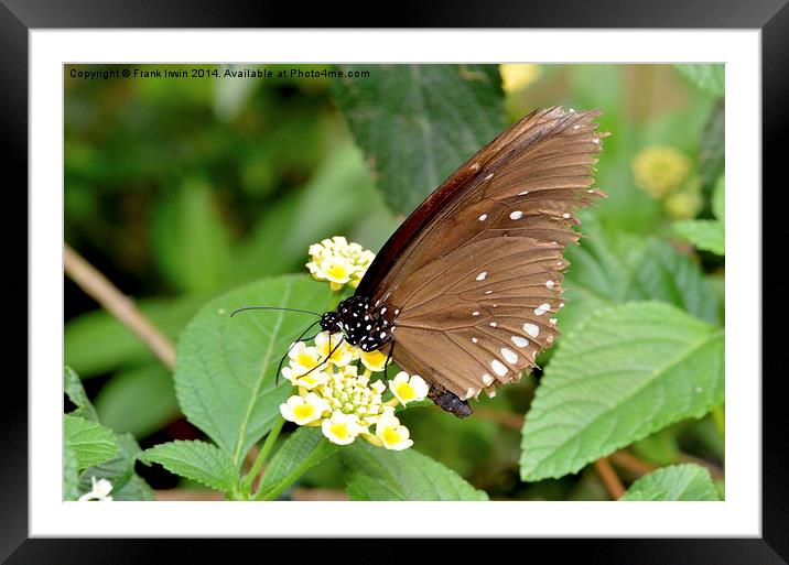  The Great Eggfly (Hypolimnas bolina), Framed Mounted Print by Frank Irwin