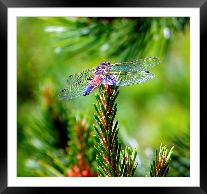  Lovely lace winged Dragon Fly Framed Mounted Print by Judith Lightfoot