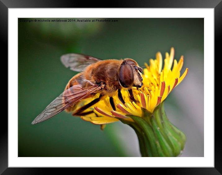 Beeing Busy  Framed Mounted Print by michelle whitebrook