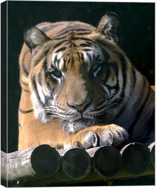 Eyes of The Tiger Canvas Print by Mike Gorton