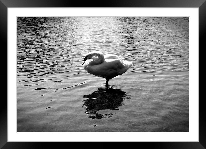  Swan Lake Framed Mounted Print by Colin Richards