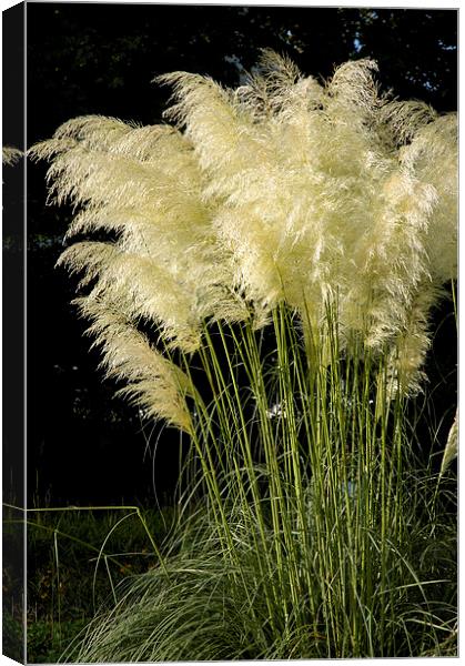  Pampas Grass Cortaderia selloana Canvas Print by Matthias Hauser