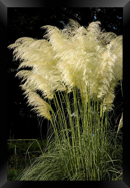  Pampas Grass Cortaderia selloana Framed Print by Matthias Hauser