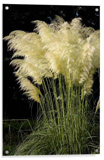 Pampas Grass Cortaderia selloana Acrylic by Matthias Hauser