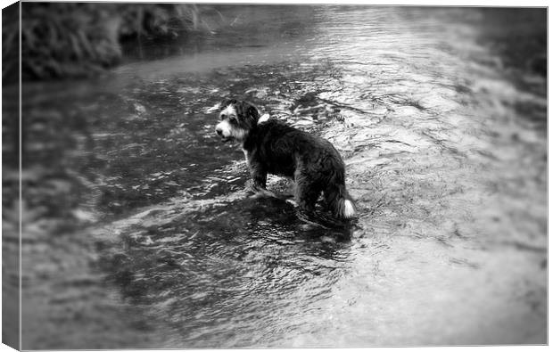 River Dog Canvas Print by Colin Richards