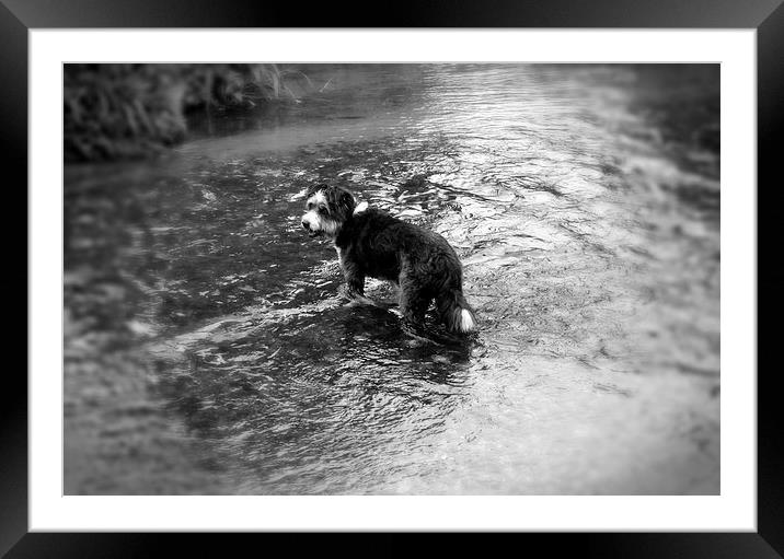 River Dog Framed Mounted Print by Colin Richards