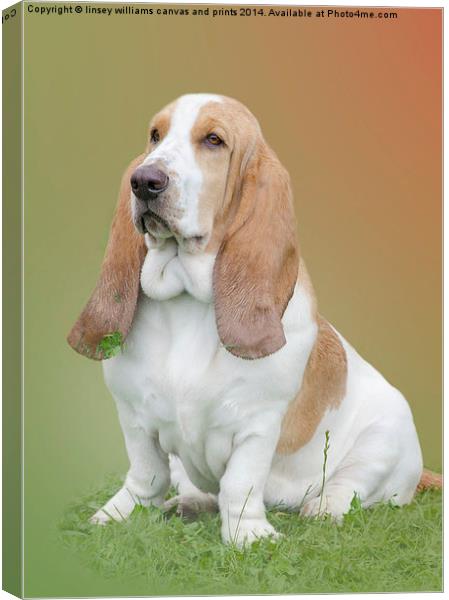  Portrait Of A Basset Hound Canvas Print by Linsey Williams