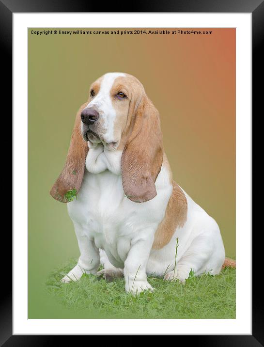 Portrait Of A Basset Hound Framed Mounted Print by Linsey Williams