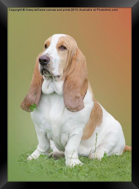  Portrait Of A Basset Hound Framed Print by Linsey Williams