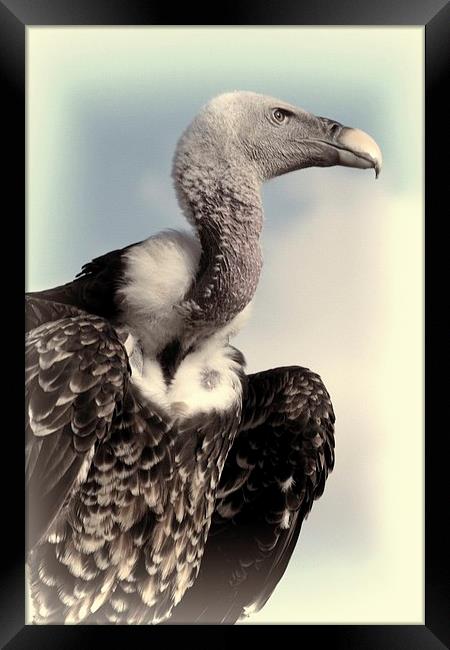  Vulture Framed Print by Jose Luis Mendez Fernandez