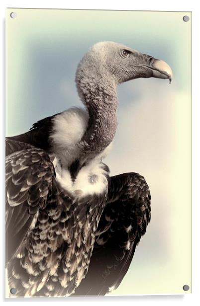  Vulture Acrylic by Jose Luis Mendez Fernandez