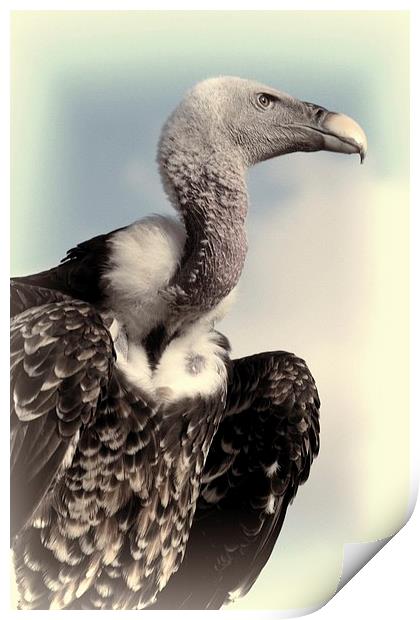  Vulture Print by Jose Luis Mendez Fernandez