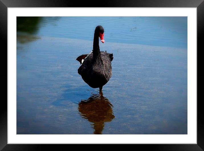  Black Swan Lake Framed Mounted Print by Colin Richards