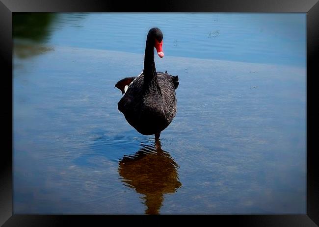  Black Swan Lake Framed Print by Colin Richards