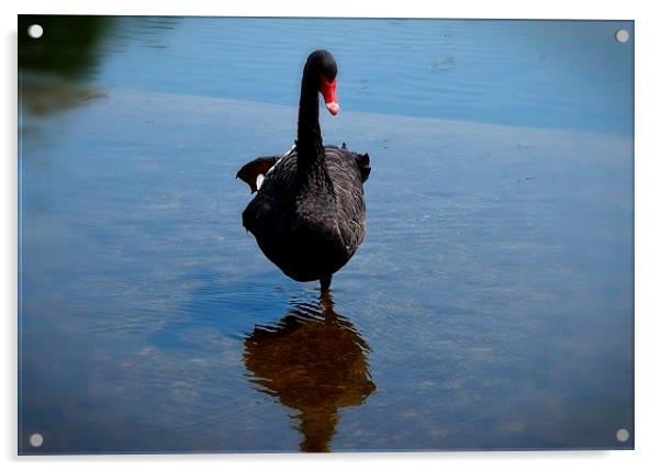  Black Swan Lake Acrylic by Colin Richards