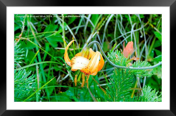  Tiger Lily Framed Mounted Print by Michael Wick