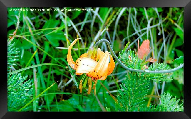  Tiger Lily Framed Print by Michael Wick